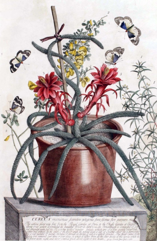  Bild hämtad från "Plantae et papiliones rariores" av Georg Dinoysius Ehret (London, 1748-1759). 